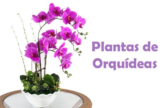 Categoria Orquídeas - Flowerstore