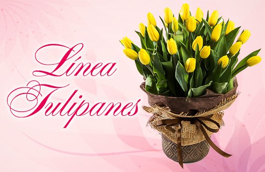 Categorias Tulipanes - Flowerstore