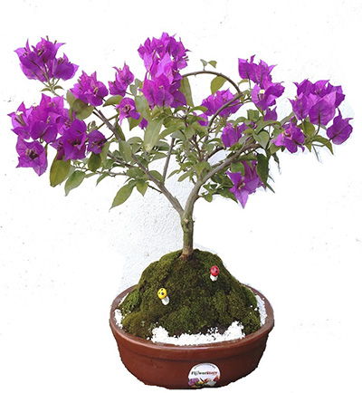 Bonsai 5 - Flowerstore