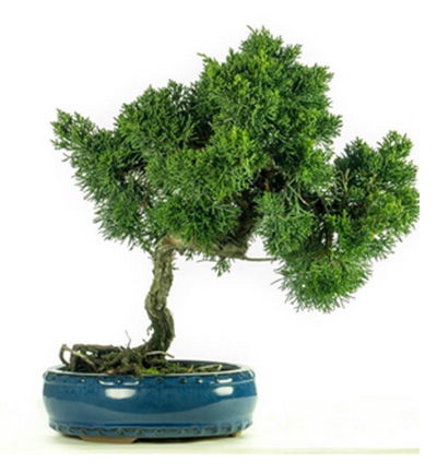 Bonsai 1 - Flowerstore