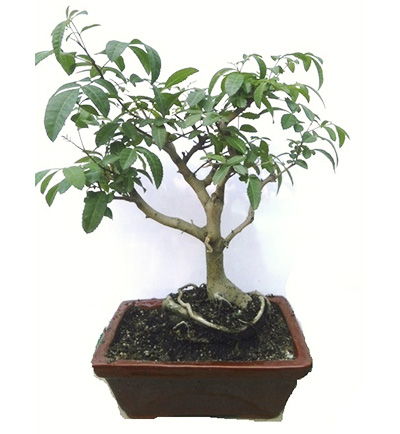 Bonsai 2 - Flowerstore