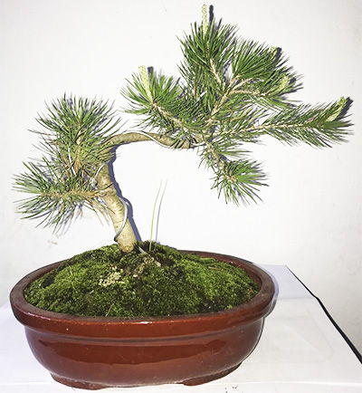 Bonsai 3 - Flowerstore