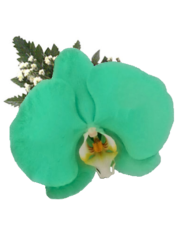 Orquidea Verde Jade - Florerias en Lima - Florerias en San Isidro